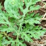 Parthenium hysterophorus Leaf