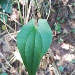 Dioscorea bulbifera Листок