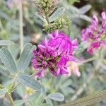 Medicago sativa പുഷ്പം