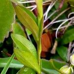 Polygala alpestris Blatt