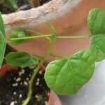 Cissus repens Leaf