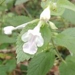 Melittis melissophyllum Flower