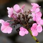 Hydrangea macrophylla Flower