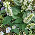 Agastache rugosa برگ