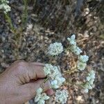 Pseudognaphalium californicum Flors