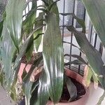 Dracaena fragransList