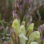 Pedicularis comosa Flor