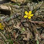 Ranunculus flammula Kvet