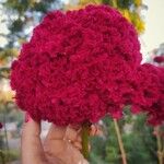 Celosia argenteaफूल