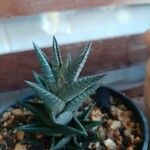 Haworthia limifolia Leaf