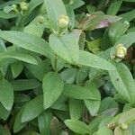 Hypericum calycinumList