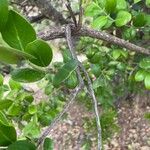 Acokanthera schimperi Rinde