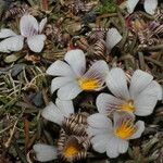 Viola pygmaea Flower