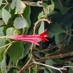 Fuchsia boliviana Floro