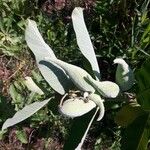 Asclepias speciosa Leaf