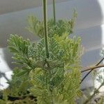 Lavandula pinnata Leaf