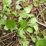 Rumex acetosella Leaf