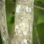 Geniostoma borbonicum Coajă