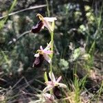 Ophrys bertolonii Kukka