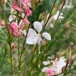 Oenothera lindheimeriBlüte