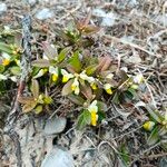 Polygala chamaebuxus Floare