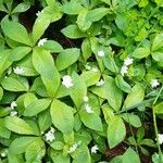 Lysimachia europaea Õis
