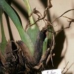 Maxillaria ochroleuca Tervik taim