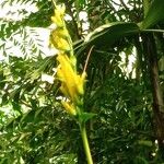 Sanchezia oblonga Flower