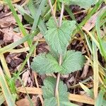 Veronica chamaedrys Leaf