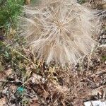 Tragopogon porrifoliusFlower