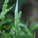 Asplenium rhizophyllum Folha