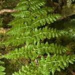 Dryopteris aemula Muu