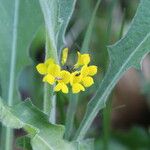 Genista sagittalis Flor