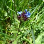 Anchusa thessala Цветок