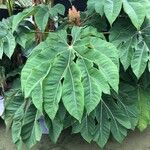 Tetrapanax papyrifer 叶