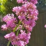 Valeriana tuberosa Flor