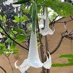 Brugmansia arborea Květ