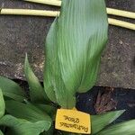 Aspidistra elatior 葉