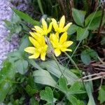 Allium moly फूल