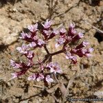 Chorizanthe staticoides ᱛᱟᱦᱮᱸ