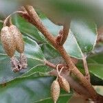 Elaeagnus macrophylla Ffrwyth