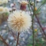 Erigeron acris Плід