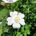 Rosa caninaKvět