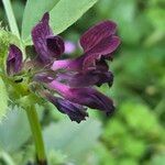 Vicia serratifolia Lorea