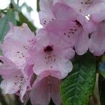 Rhododendron uvariifolium Flor