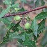 Berberis trifoliolata Folha