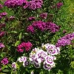 Dianthus barbatusFleur