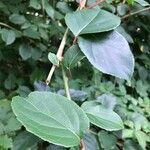 Actinidia arguta Blad