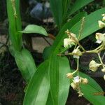 Polystachya odorata Blatt