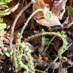 Polystichum acrostichoides Lapas